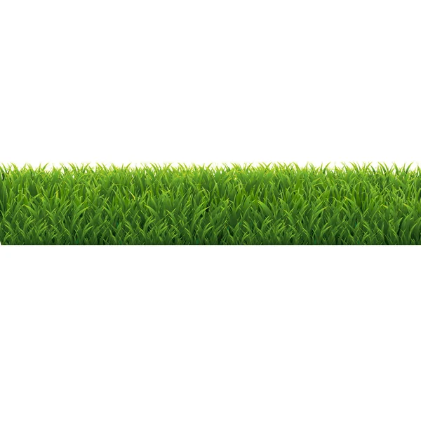 Green Grass Border White Background — Stock Vector