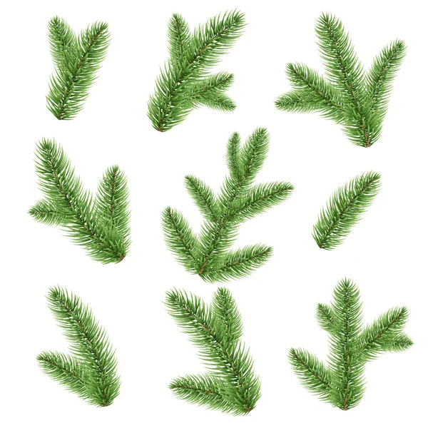 Fir Tree Branch Isolated Vector Illustration — Stock Vector