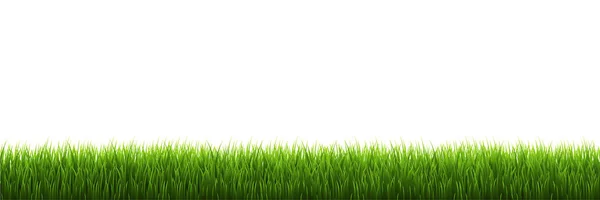 Groen Gras Geïsoleerd Witte Achtergrond — Stockvector