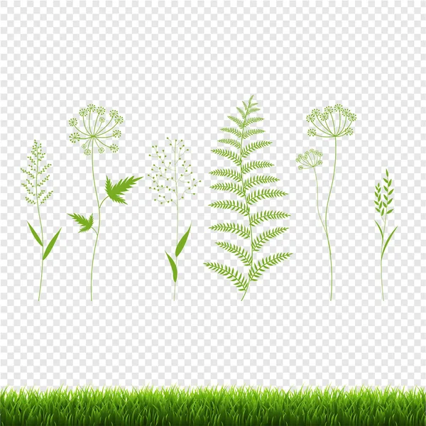 Green Grass Set Elszigetelt Átlátható Háttér Vektor Illusztráció — Stock Vector