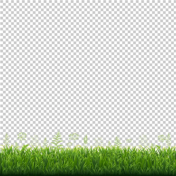 Cadre Herbe Verte Fond Transparent Illustration Vectorielle — Image vectorielle