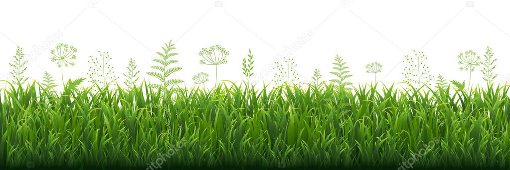 Green Grass Border With White background, Vector Illustration