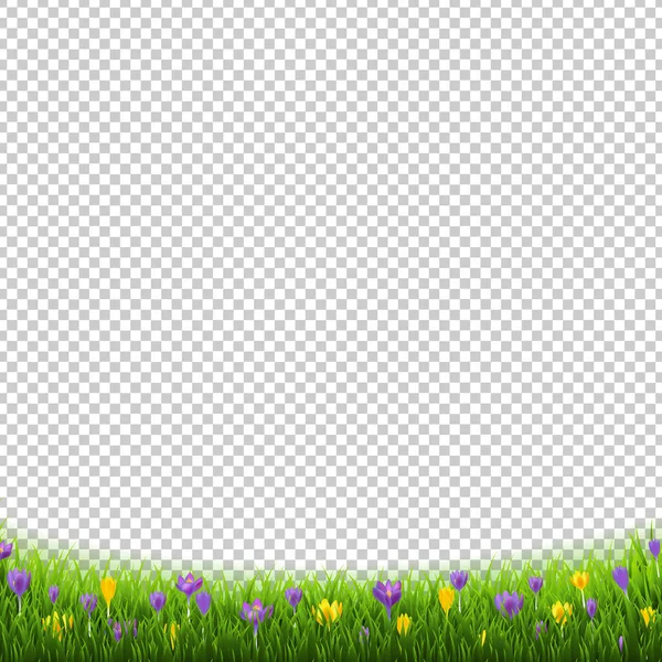 クロッカスの花草背景が透明な境界線 — ストックベクタ