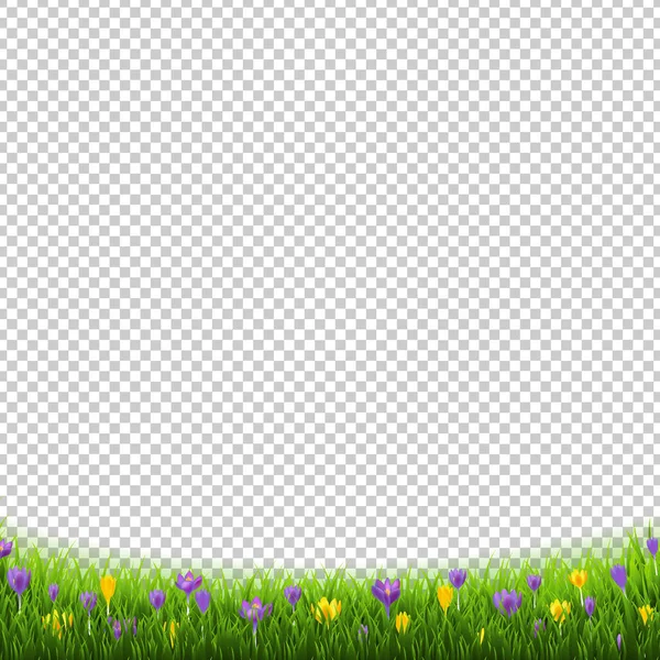 Frontera de flores de azafrán con hierba Fondo transparente — Vector de stock