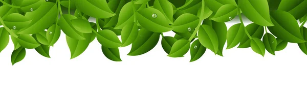 Ramas de árboles Aislado Fondo transparente — Vector de stock