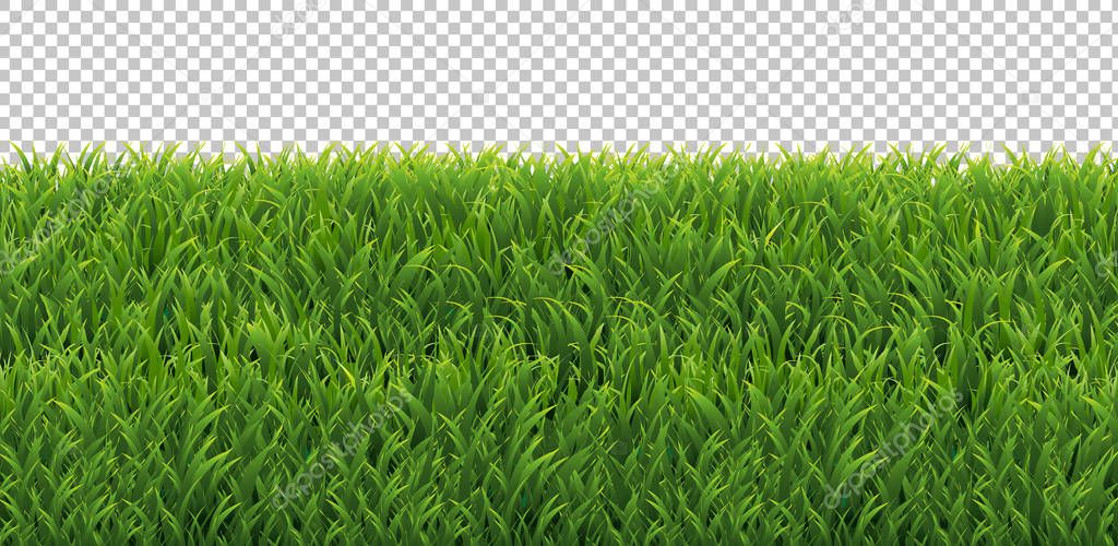 Green Grass Frame Transparent Background