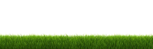 Grasrand weißer Hintergrund — Stockvektor