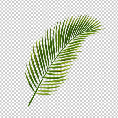 Palm Yaprağı İzole Şeffaf Arka Plan