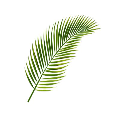 Hurma izole yaprak beyaz arka plan