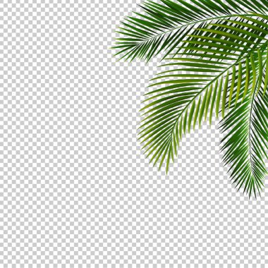 Palm Leaf İzole Şeffaf Arka Plan ile Sınır