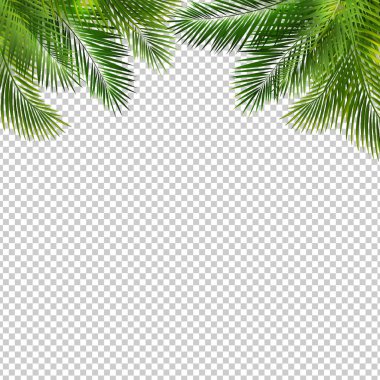 Yeşil Palmiye Yaprağı İzole Şeffaf Arka Plan ile Çerçeve