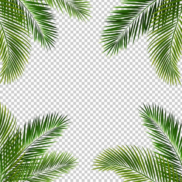 Palm Leaf İzole Şeffaf Arka Planlı Çerçeve — Stok Vektör