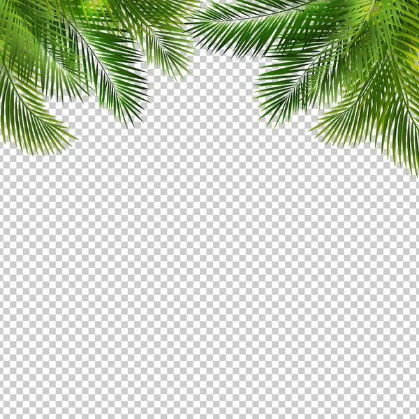 Yeşil Palmiye Yaprağı İzole Şeffaf Arka Plan ile Çerçeve