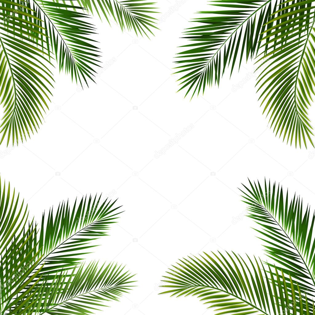 Frame With Palm Leaf Isolated White Background