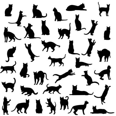 Siyah Kedi Takımı İzole Beyaz Arkaplan