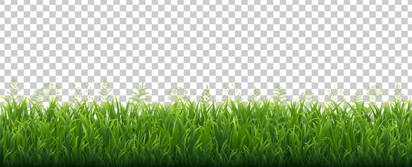 Green Grass Border With Flowers Transparent Background — Stock Vector