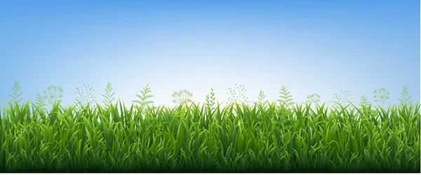 Zöld fű határ virágokkal kék háttér — Stock Vector