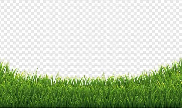 Green Green Grass Isolated Transparent Background — Stock Vector