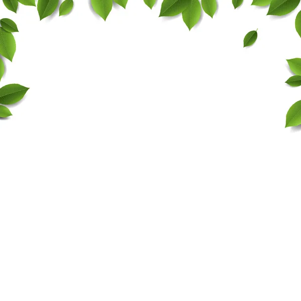 Grüne Blätter rahmen isolierten weißen Hintergrund ein — Stockvektor