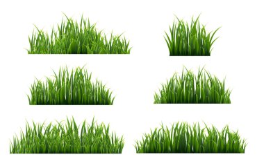 Yeşil Çimen İzole Beyaz Arkaplan