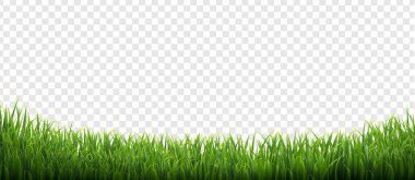 Green Grass Isolated Transparent Background clipart
