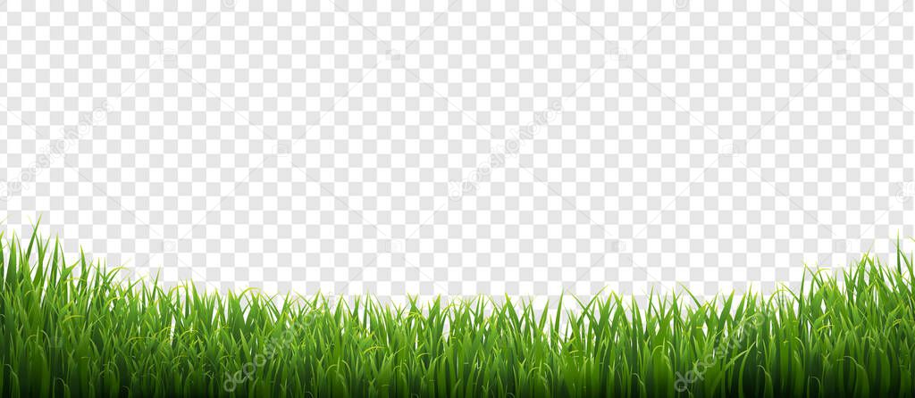 Green Grass Isolated Transparent Background