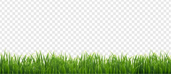 緑の草隔離された透明背景 — ストックベクタ