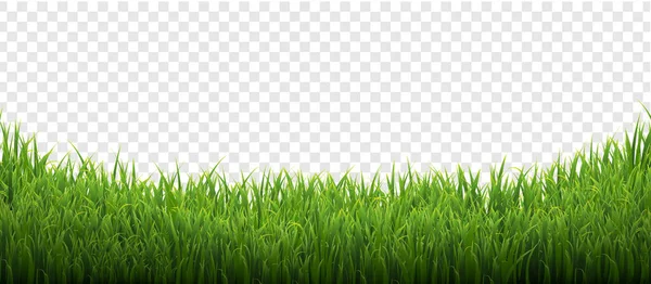 Zielona trawa izolowane przejrzyste tło — Wektor stockowy