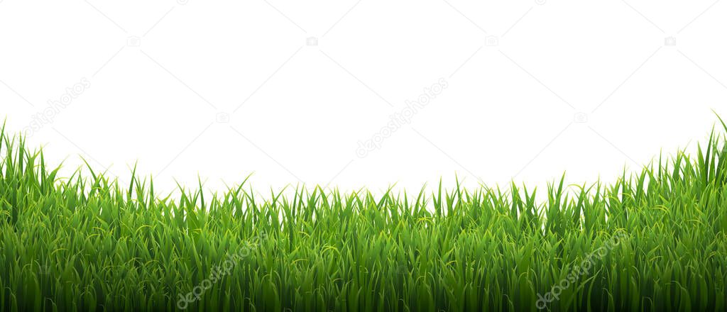 Green Grass Isolated White Background