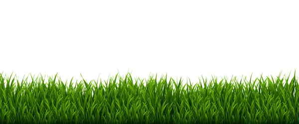 Marco de hierba verde y fondo blanco aislado — Vector de stock