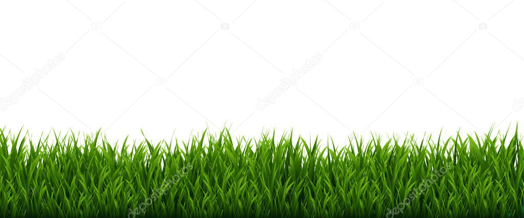 Green Grass Frame And Isolated White Background