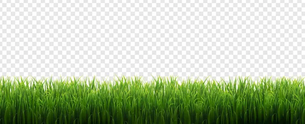 Grass Frame Isolated Transparent Background — Stock Vector