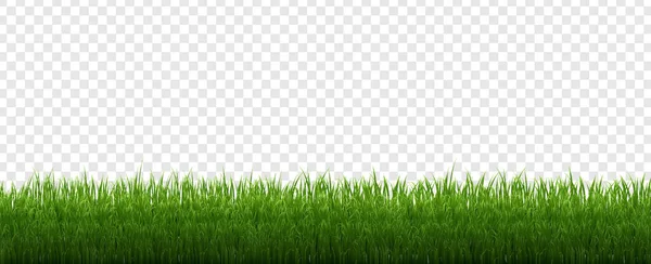 Green Grass Border Isolated Transparent Background — Stock Vector