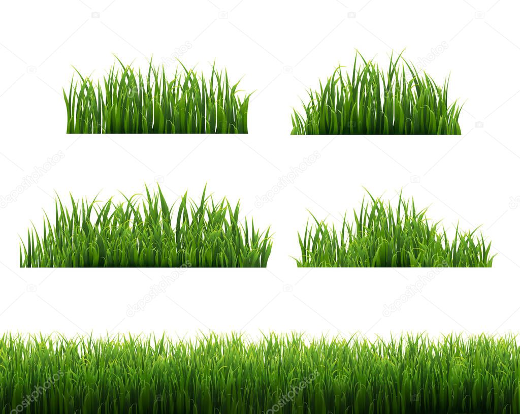 Green Grass Frames White Background