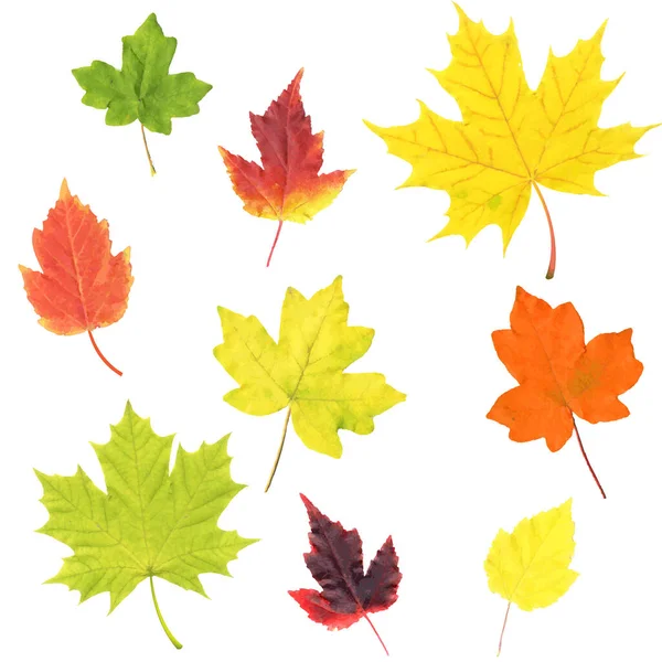 Herbst Blätter Set isolierter weißer Hintergrund — Stockvektor