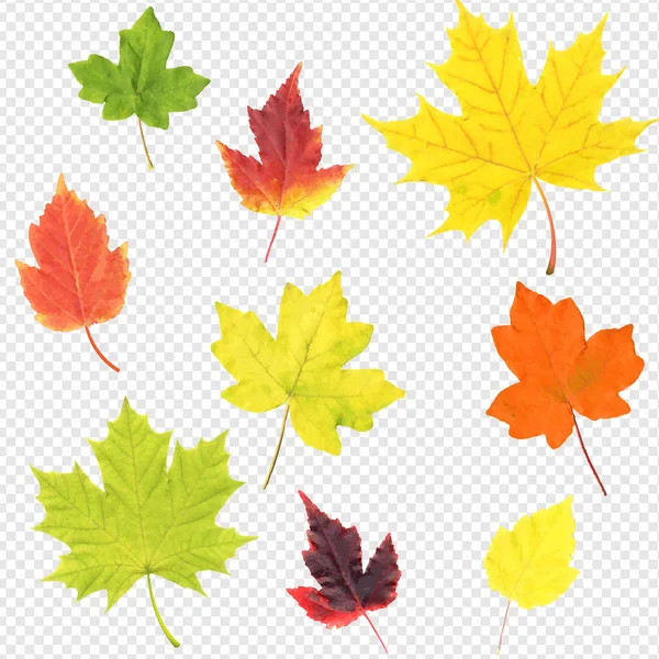 Conjunto de hojas de otoño Fondo transparente aislado — Vector de stock