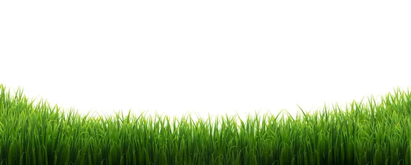 Groene Gras Rand Geïsoleerde Witte Achtergrond — Stockvector