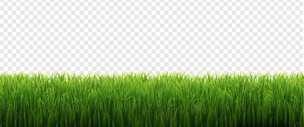 Green Grass Frame Isolated With Transparent Background — Stock Vector