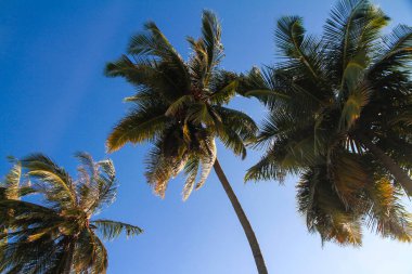 Tropik avuç içi berrak gökyüzü arka plan