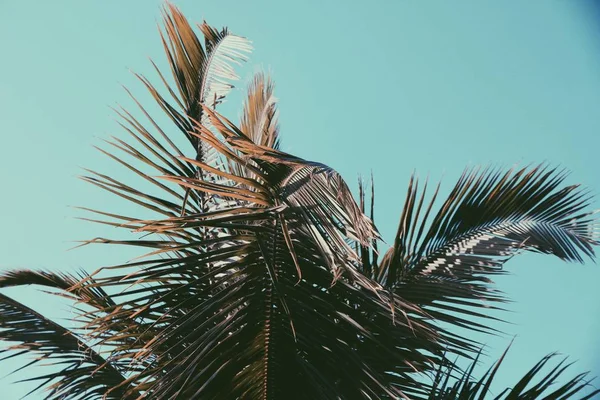 Palm Tree korona levelek — Stock Fotó