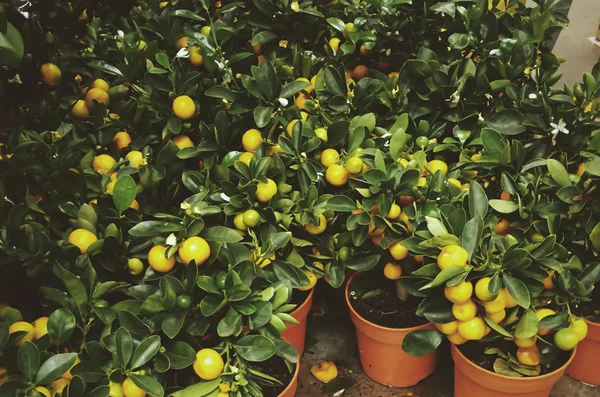 Limoni sui piccoli alberi — Foto Stock