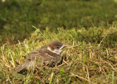 Gri serçe yatıyor, oturur, çim üzerinde dinlenme