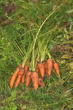 Havuç bir avuç çim üzerinde durmak