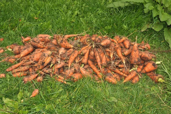 Large Pile Carrots Lies Grass — Stock Photo, Image