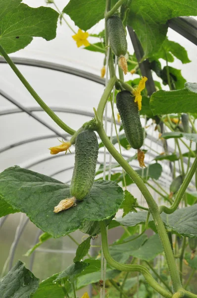 Cucumbers Liana Bloom Bear Fruit Polycarbonate Greenhouse — Stock Photo, Image