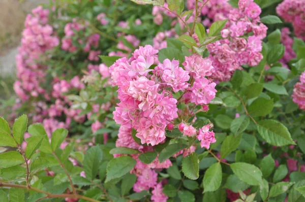 ピンクのバラは芝生の成長のブッシュ — ストック写真