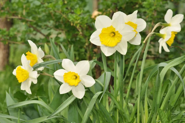 Spring flowers of daffodils grow on a flower bed in a grass