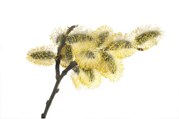 Willow Çiçekleri Bahar Beyaz Zemin Üzerine Sarı Tüylü Renklerle Şubesi — Stok fotoğraf