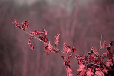 Kızılcık sonbahar trendi. Kızılcık rengi. Sonbahar tarzı. Sonbahar arkaplanı.