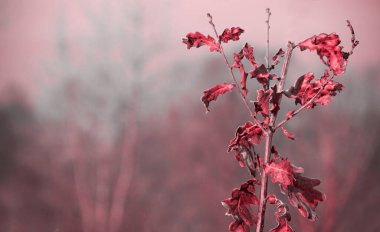 Kızılcık sonbahar trendi. Kızılcık rengi. Sonbahar tarzı. Sonbahar arkaplanı.